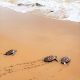 SRU EDU Members release sea turtles into the sea