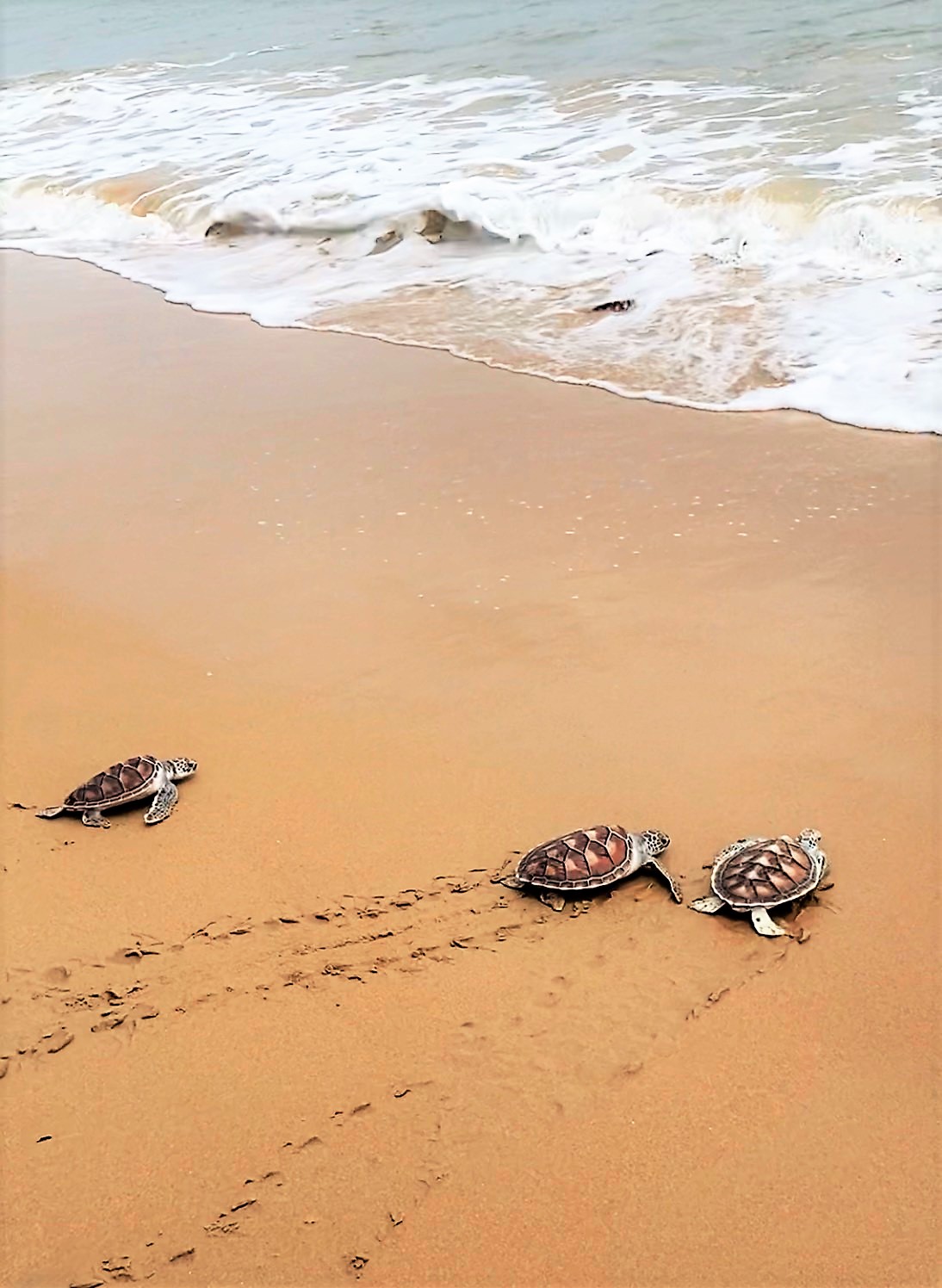 SRU EDU Members release sea turtles into the sea