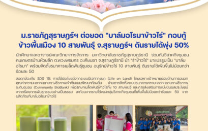 ม.ราชภัฏสุราษฎร์ฯ ต่อยอด “บาล์มอโรมาข้าวไร่” กอบกู้ข้าวพื้นเมือง 10 สายพันธุ์ จ.สุราษฎร์ฯ ดันรายได้พุ่ง 50%